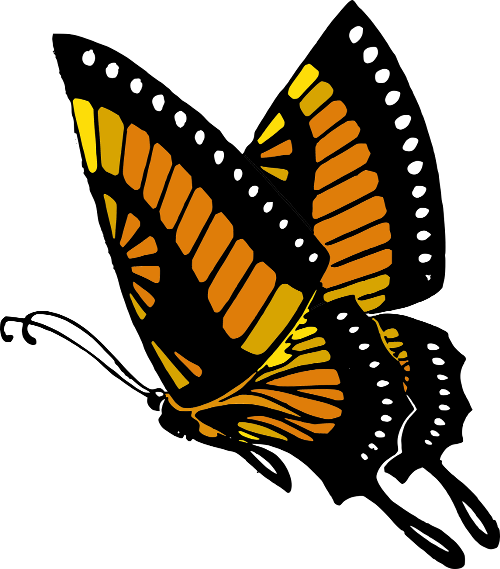 Butterfly